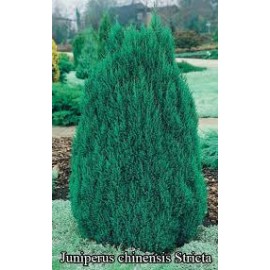 Можжевельник китайский стрикта